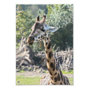 Impression Photo Giraffe