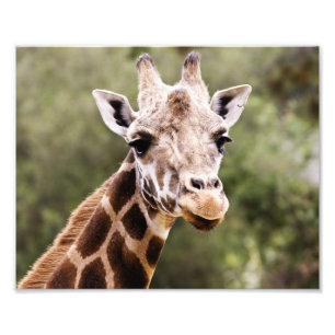 Impression Photo Giraffe