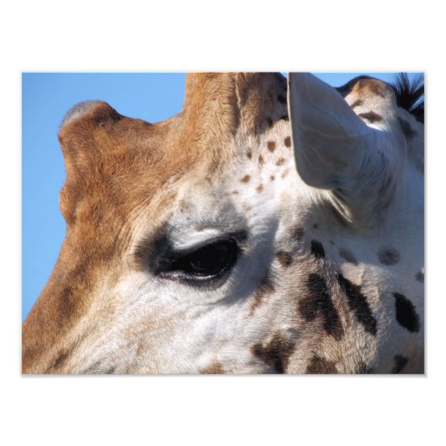 IMPRESSION PHOTO GIRAFFE (Devant)