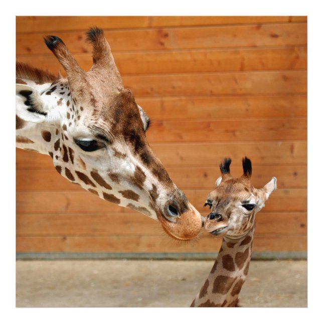 Impression Photo Giraffe_20151101_by_JAMFoto (Devant)