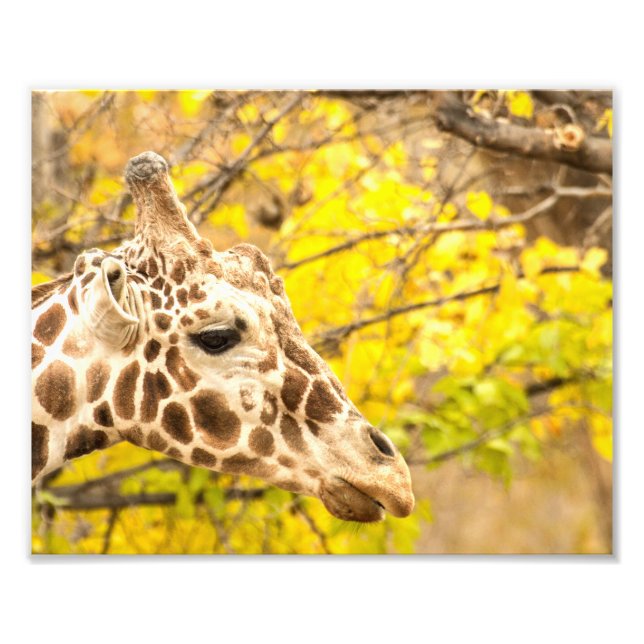 Impression Photo Giraffe et feuille (Devant)