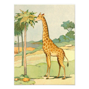 Impression Photo Giraffe Manger Acacia Feuilles Illustré