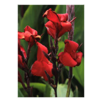Gladiolus rouge