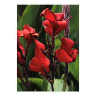 Impression Photo Gladiolus rouge