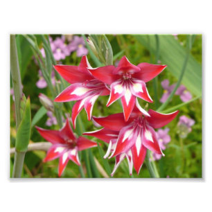 Impression Photo Glaïeuls rouges et blancs Été botanique