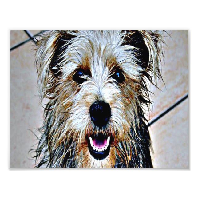 Impression Photo Glen d'Imaal Terrier (Devant)