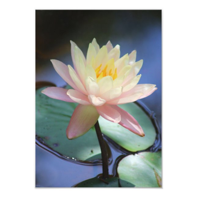 Impression Photo Gloire du matin (Devant)