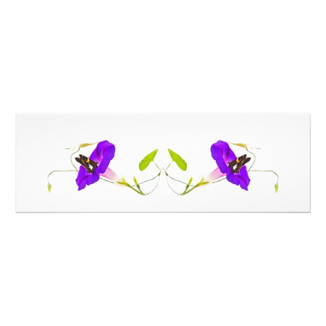 Impression Photo Gloire du matin et papillon (Devant)