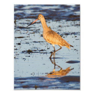 Impression Photo Godwit marbré dans l'océan Pacifique