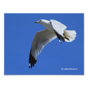 Impression Photo Goéland à anneaux époustouflant en vol