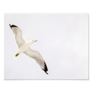 Impression Photo Goéland volant
