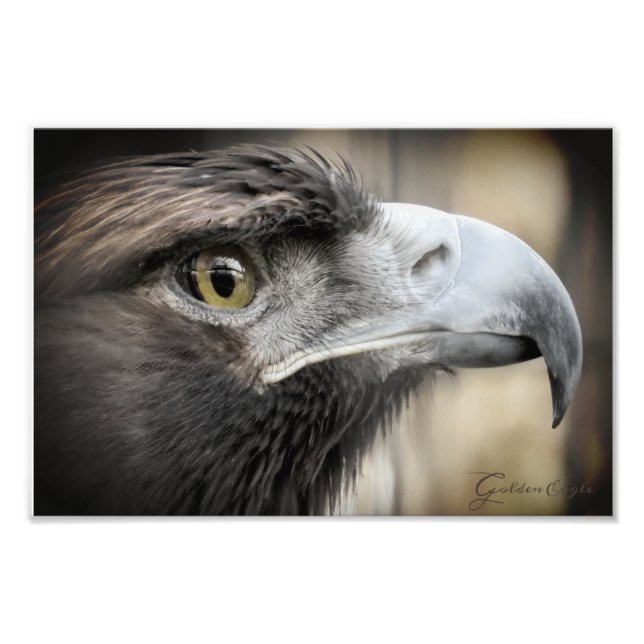 Impression Photo Golden Eagle：Photo Print (Devant)