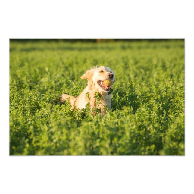 Impression Photo Golden Retriever in Fields (Devant)