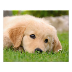 Impression Photo Golden Retriever mignon Chiot Dream - Paperprint