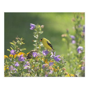 Impression Photo Goldfinch sur Harebell Flower