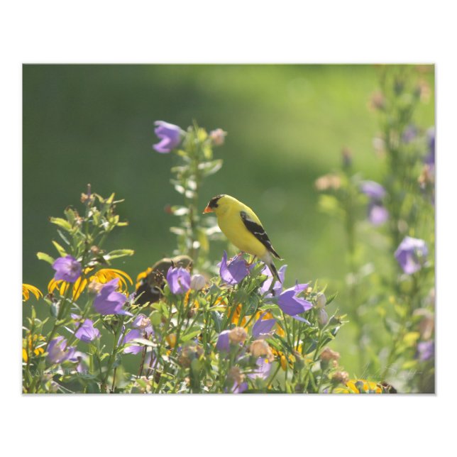 Impression Photo Goldfinch sur Harebell Flower (Devant)
