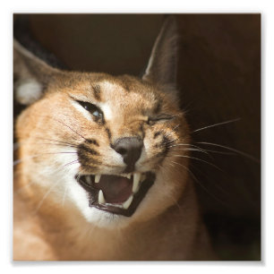 Impression Photo Goofy Lynx