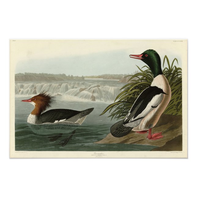 Impression Photo Goosander (Merganser commun) Oiseaux d'Audubon (Devant)