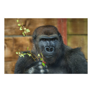 Impression Photo Gorilla Et Ses Berries