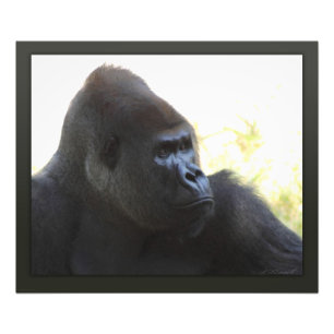 Impression Photo Gorilla Gaze Imprimer -24x20 -autres tailles dispo