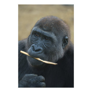 Impression Photo Gorilla Youngster Shufai