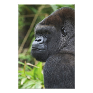 Impression Photo Gorille de Silverback Lowland, captif de Gorilla