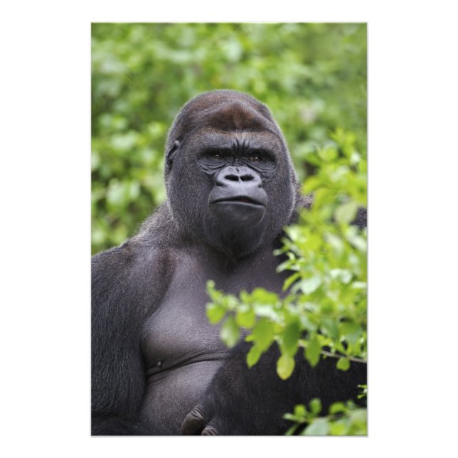 Impression Photo Gorille des terres basses de Silverback, Gorilla g (Devant)