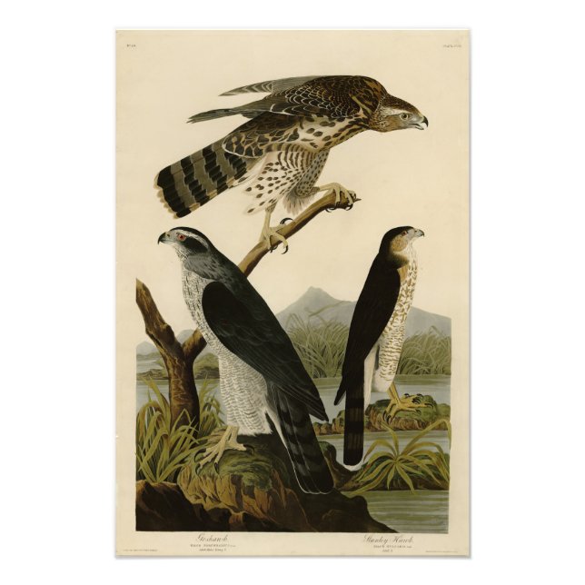 Impression Photo Goshawk, Stanley Hawk, Audubon's Birds of America (Devant)
