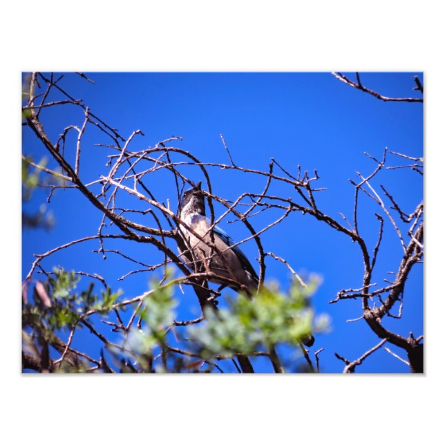 Impression Photo Gould Mesa Trail, CA (Devant)