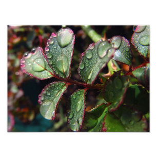 Impression Photo Gouttes de pluie sur le feuille rose d'arbre