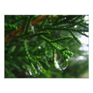 Impression Photo Gouttes de pluie sur une branche d'arbre