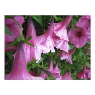 Impression Photo Gouttes de rosée sur des fleurs roses
