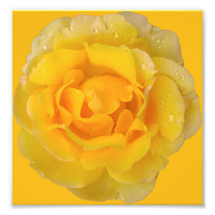 Impression Photo Gouttes d'eau de rose jaune romantique