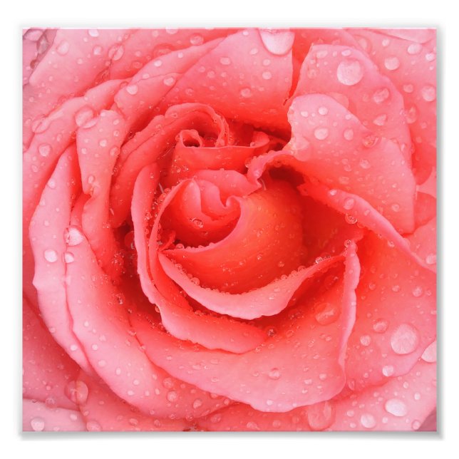 Impression Photo Gouttes d'eau de rose rose romantique (Devant)