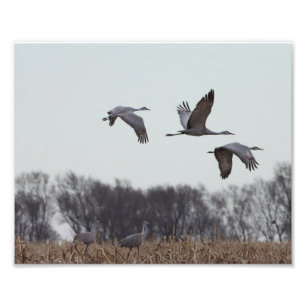 Impression Photo Graine de Sandhill en vol