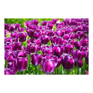 Impression Photo Grand champ de tulipes violettes