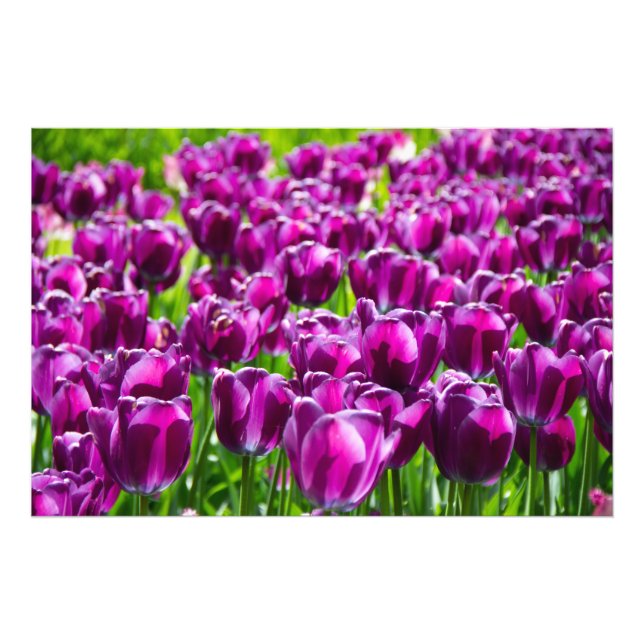 Impression Photo Grand champ de tulipes violettes  (Devant)