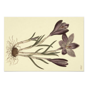 Impression Photo Grand Crocus de printemps pourpre Illustration bot