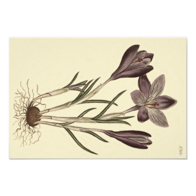 Impression Photo Grand Crocus de printemps pourpre Illustration bot (Devant)