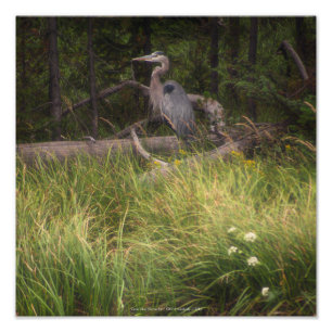 Impression Photo Grand héron bleu 8917