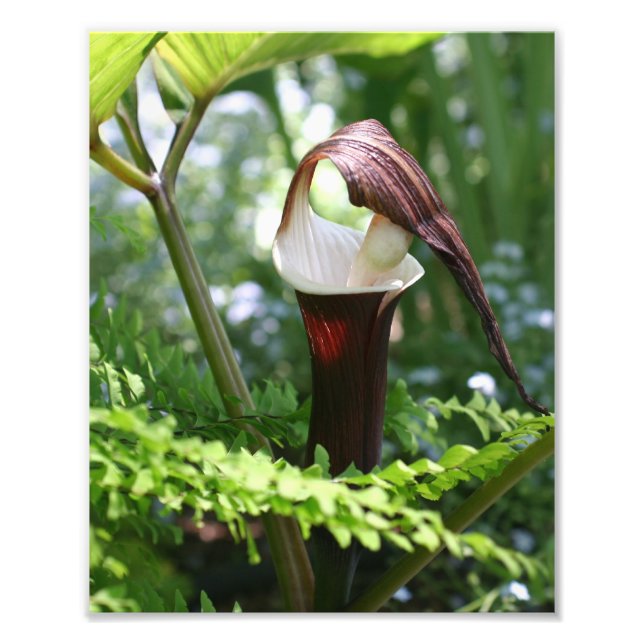 Impression Photo Grand Jack Dans La Fleur De Pulpit Fermer 8x10 (Devant)