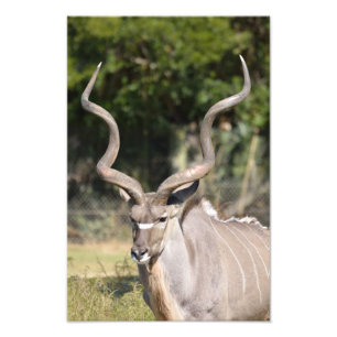 Impression Photo Grand Kudu