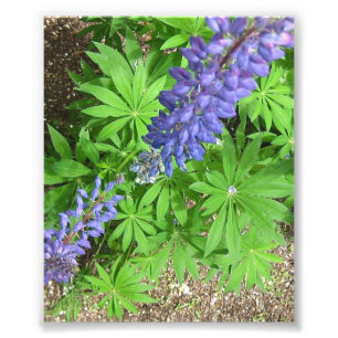 Impression Photo Grand lupin