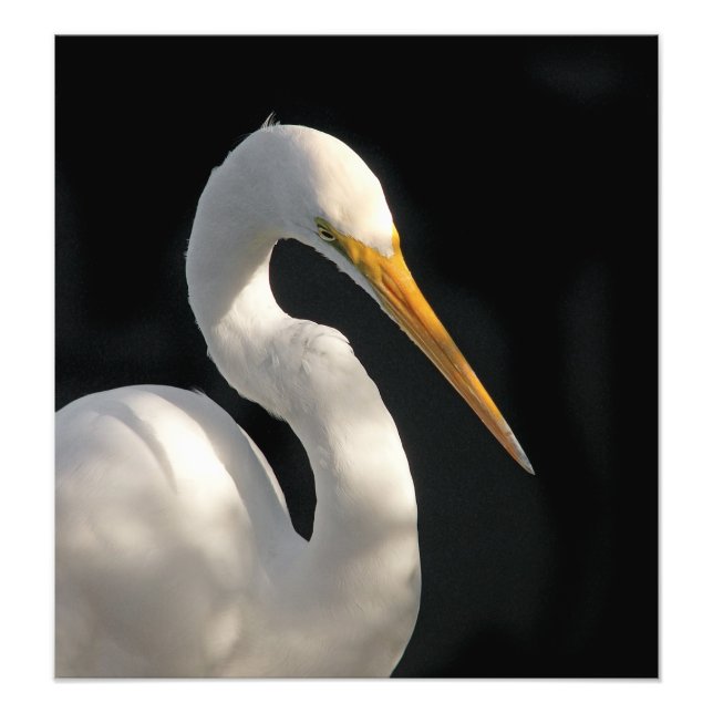 Impression Photo Grand Portrait d'aigle blanche. (Devant)