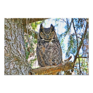 Impression Photo Grand regarder de hibou à cornes