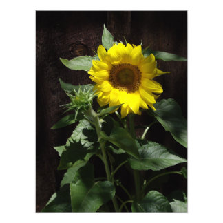 Impression Photo Grand tournesol jaune Designer sur clôture sombre