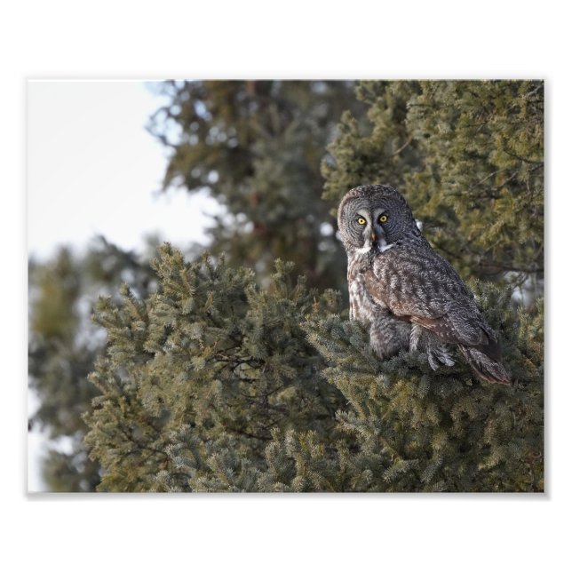 Impression Photo Grande Chouette Grise Assis Dans Un Pin Tree (Devant)