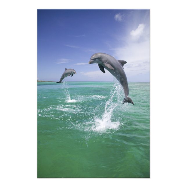 Impression Photo Grands dauphins Tursiops truncatus (Devant)