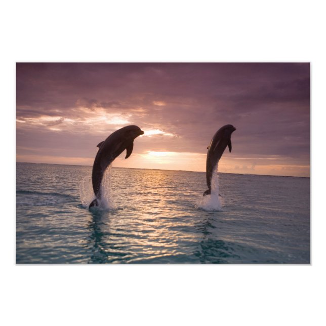 Impression Photo Grands dauphins Tursiops truncatus (Devant)