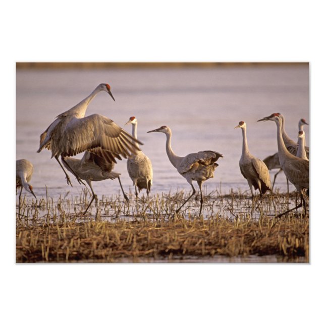 Impression Photo Granes de Sandhill Grus canadensis) Platte (Devant)